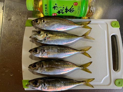 アジの釣果