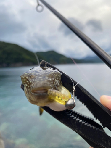 フグの釣果