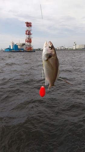 イシモチの釣果