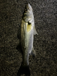 セイゴ（マルスズキ）の釣果