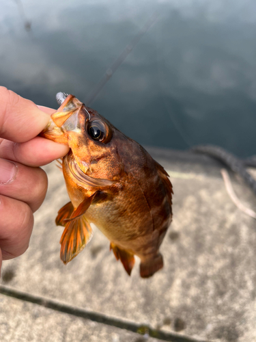 釣果