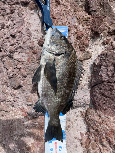 チヌの釣果