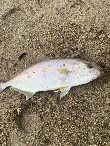 ショゴの釣果