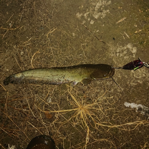 ナマズの釣果