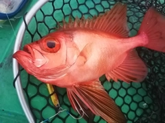 チカメキントキの釣果