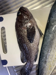 クロソイの釣果