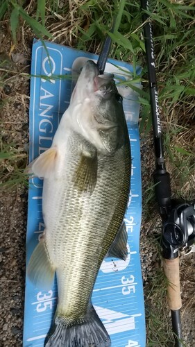 ブラックバスの釣果