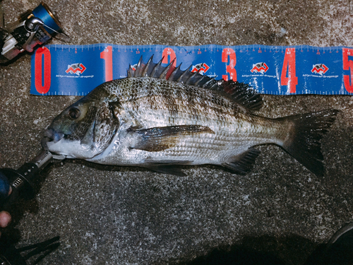 チヌの釣果