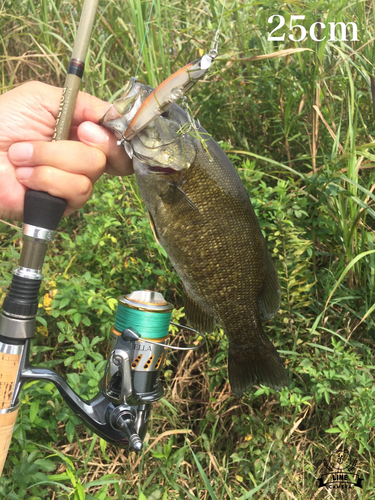 スモールマウスバスの釣果