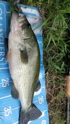 ブラックバスの釣果