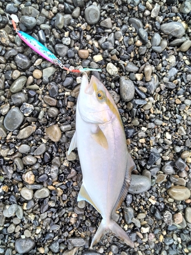 ショゴの釣果