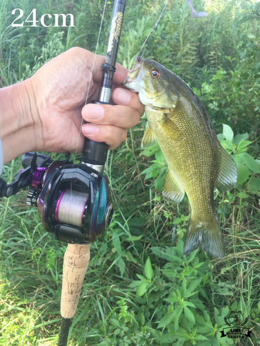 スモールマウスバスの釣果