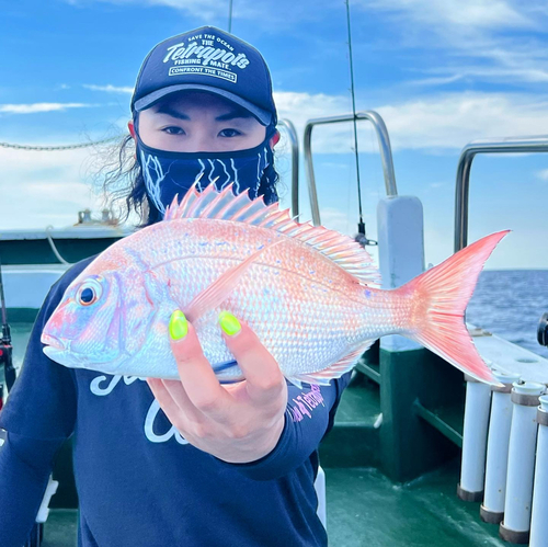 マダイの釣果