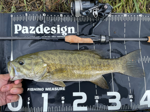 スモールマウスバスの釣果