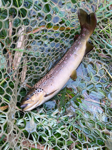 ブラウントラウトの釣果