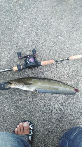 マナマズの釣果