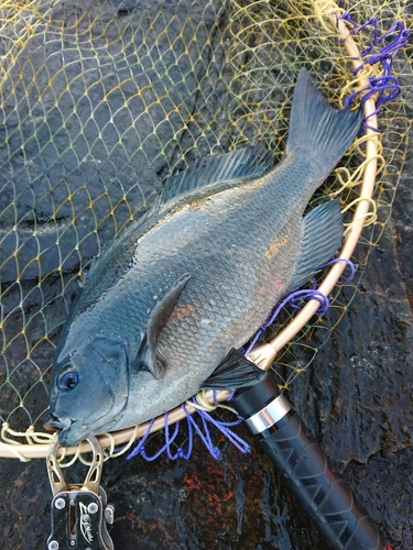 メジナの釣果