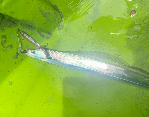 タチウオの釣果