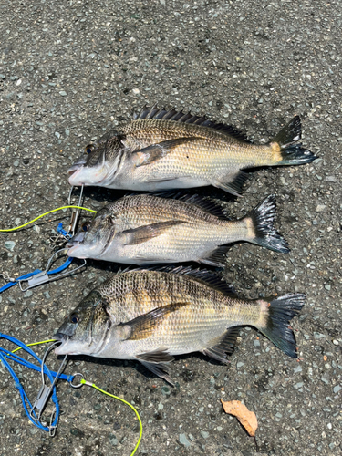 クロダイの釣果