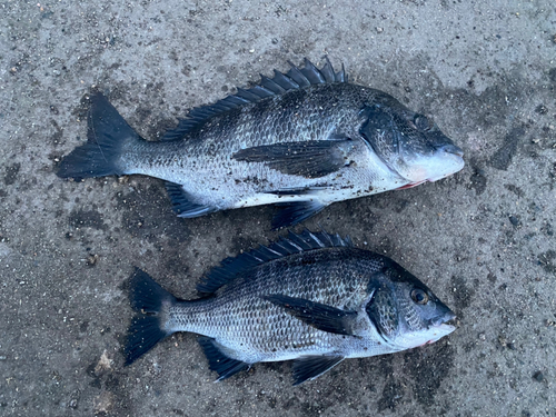 チヌの釣果