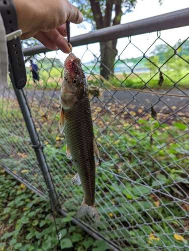 ニゴイの釣果