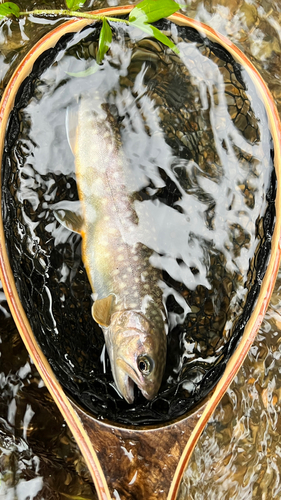 イワナの釣果