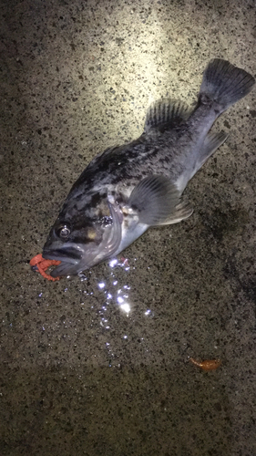 クロソイの釣果