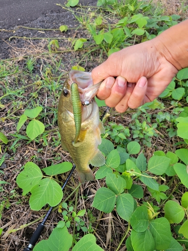 釣果