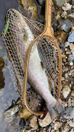 ヤマメの釣果