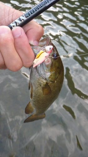 スモールマウスバスの釣果