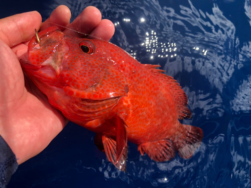 アザハタの釣果