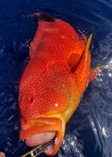 バラハタの釣果