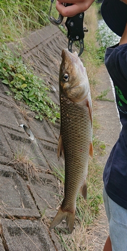 ニゴイの釣果