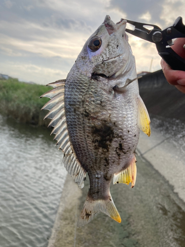 キチヌの釣果