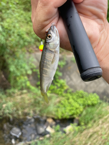 オイカワの釣果