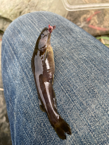 アブラハヤの釣果