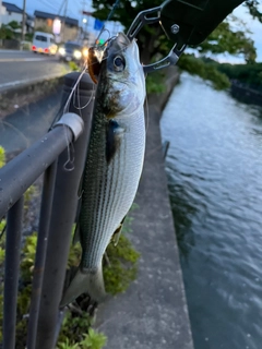 ボラの釣果