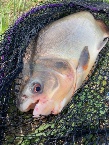 コロソマの釣果