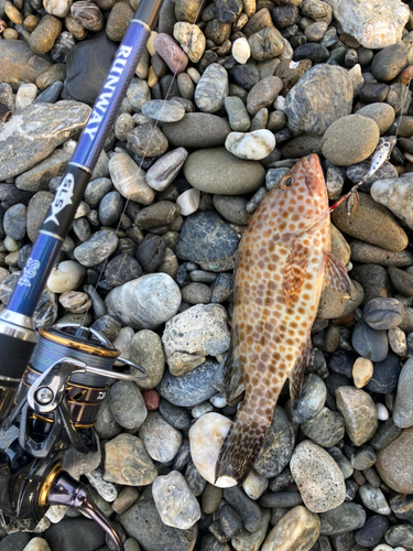 オオモンハタの釣果