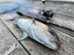 カンパチの釣果