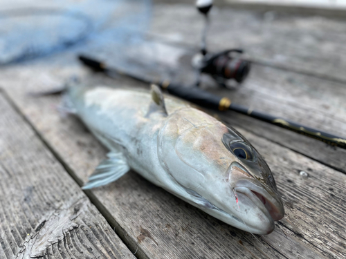 カンパチの釣果