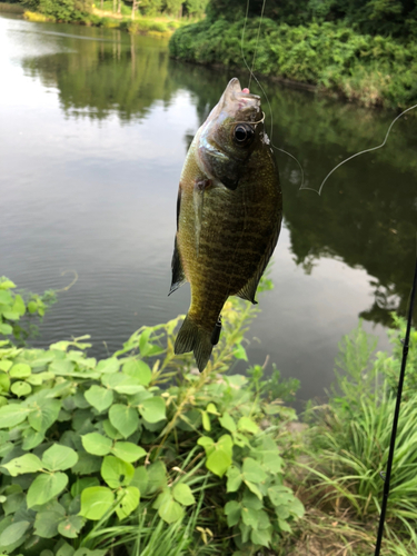 ブルーギルの釣果