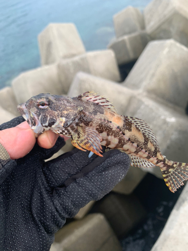 アナハゼの釣果