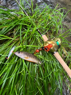 イワナの釣果