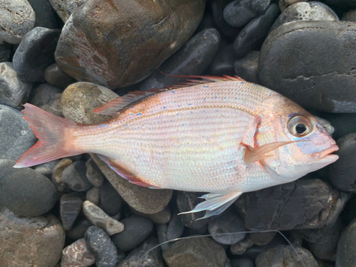 チダイの釣果