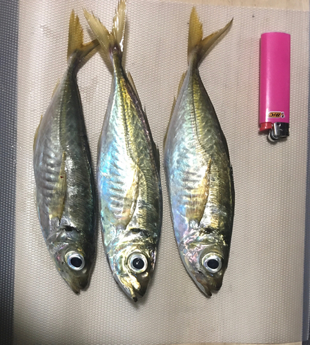 アジの釣果