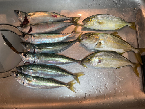 ショゴの釣果