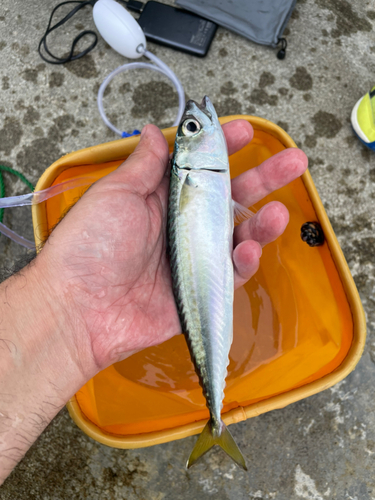 サバの釣果