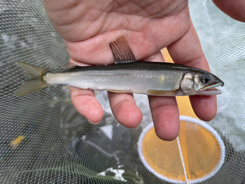 アユの釣果