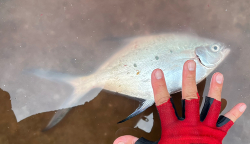 コバンアジの釣果